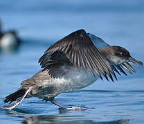 Balearic Shearwater