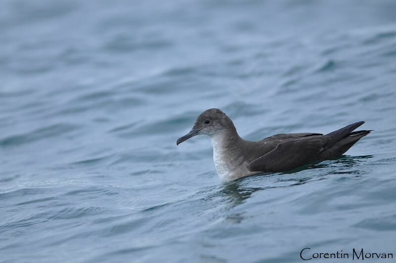 Balearic Shearwater