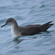 Balearic Shearwater