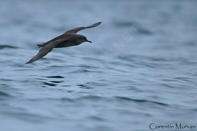 Balearic Shearwater