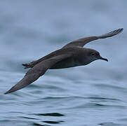 Balearic Shearwater