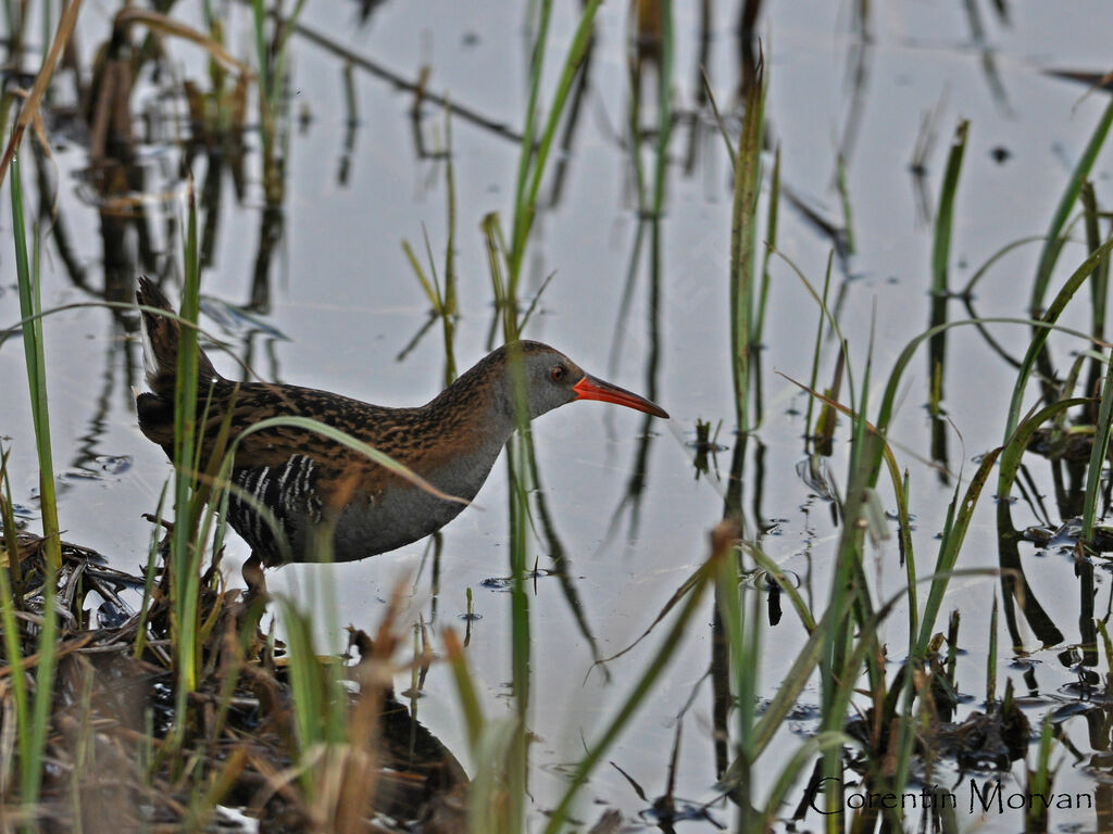 Water Rail