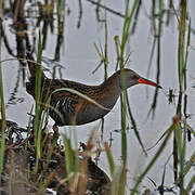 Water Rail