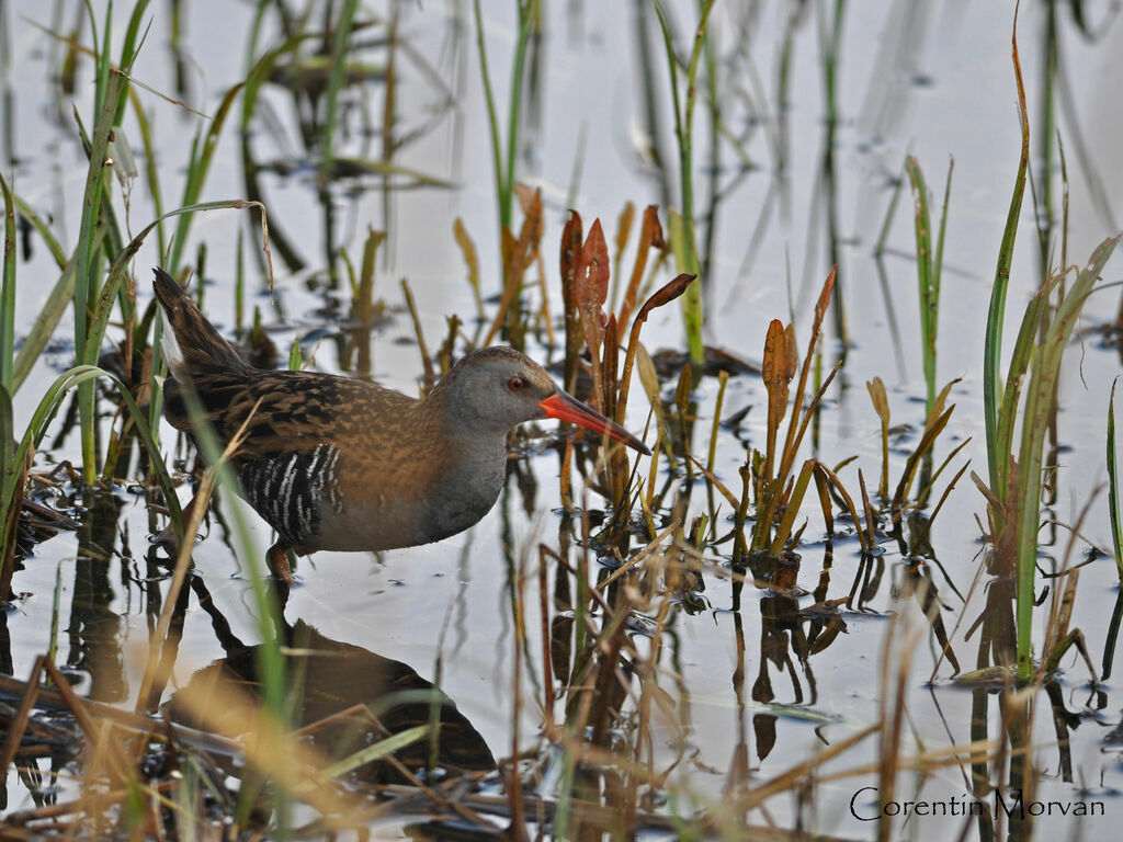 Water Rail