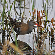 Water Rail