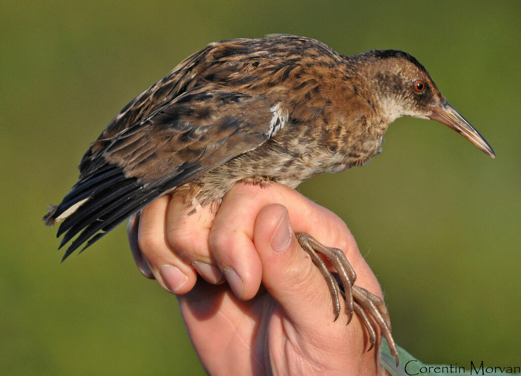 Water Railjuvenile