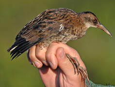 Water Rail