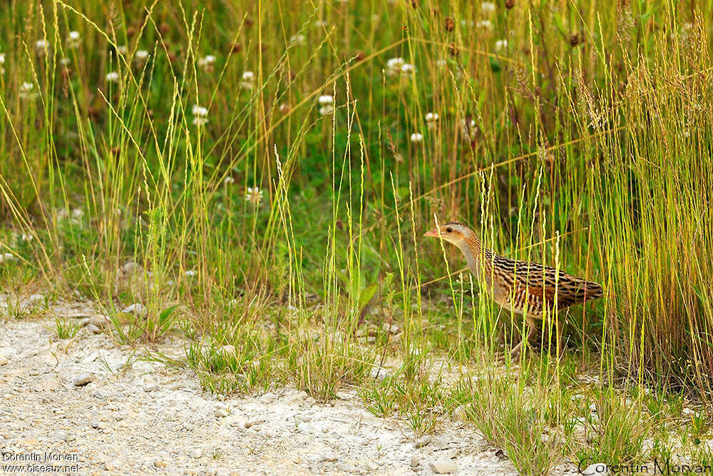 Râle des genêtsadulte nuptial, identification