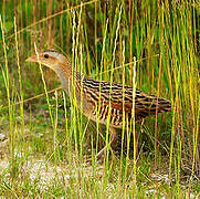 Corn Crake