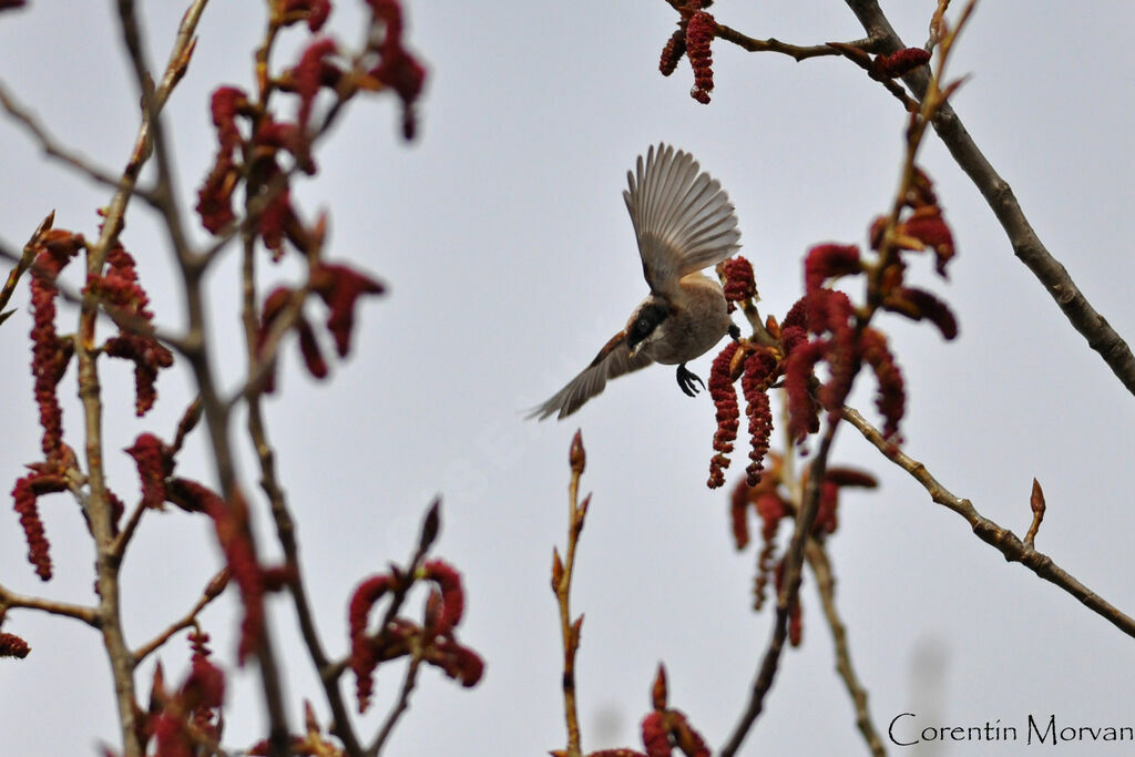 Eurasian Penduline Tit male adult