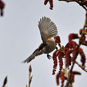 Eurasian Penduline Tit