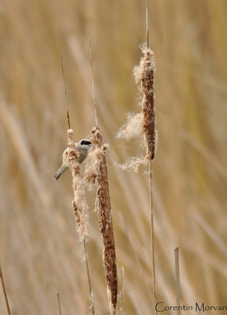 Eurasian Penduline Tit male