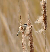 Eurasian Penduline Tit