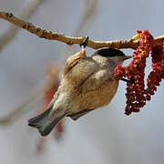 Rémiz penduline