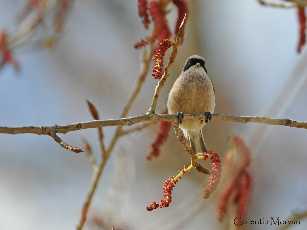 Rémiz penduline mâle