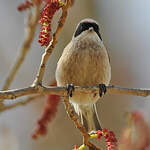 Rémiz penduline