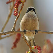 Eurasian Penduline Tit