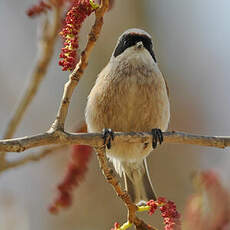 Rémiz penduline