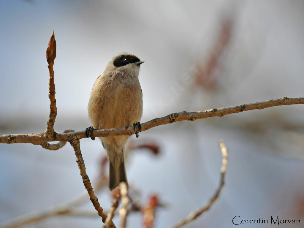 Rémiz penduline mâle