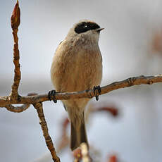 Rémiz penduline