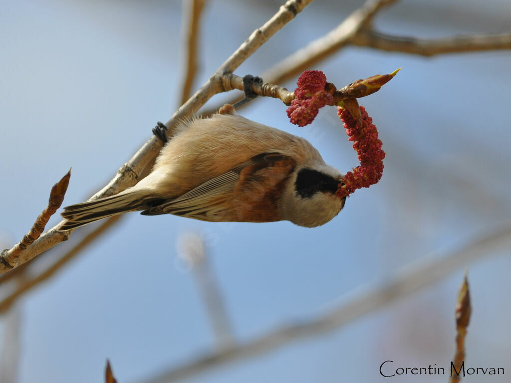 Rémiz penduline mâle