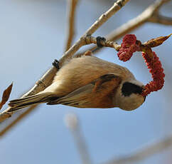 Rémiz penduline