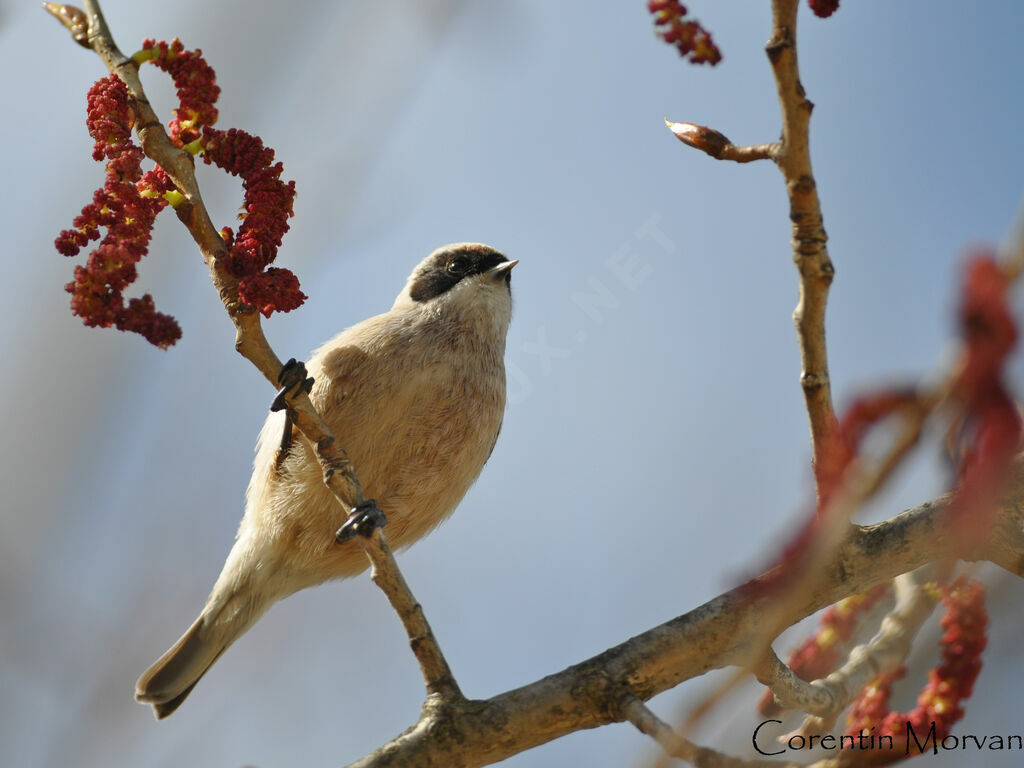 Rémiz penduline mâle