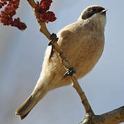 Eurasian Penduline Tit