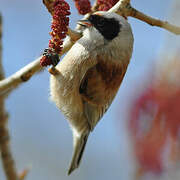 Eurasian Penduline Tit