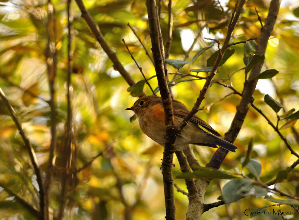 Robin à flancs rouxjuvénile