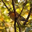 Robin à flancs roux