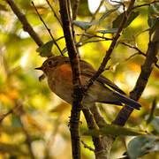 Robin à flancs roux