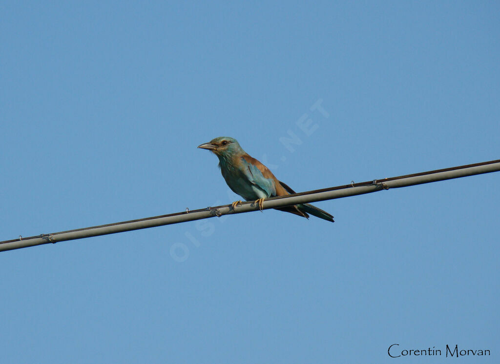 European Roller