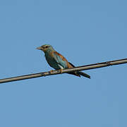 European Roller