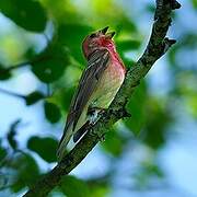 Common Rosefinch