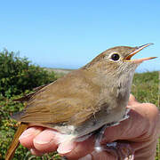 Common Nightingale