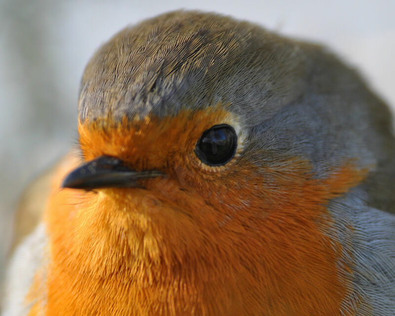 European Robin