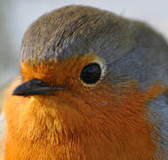 European Robin