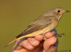 Common Redstart