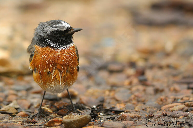 Common Redstart