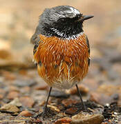 Common Redstart