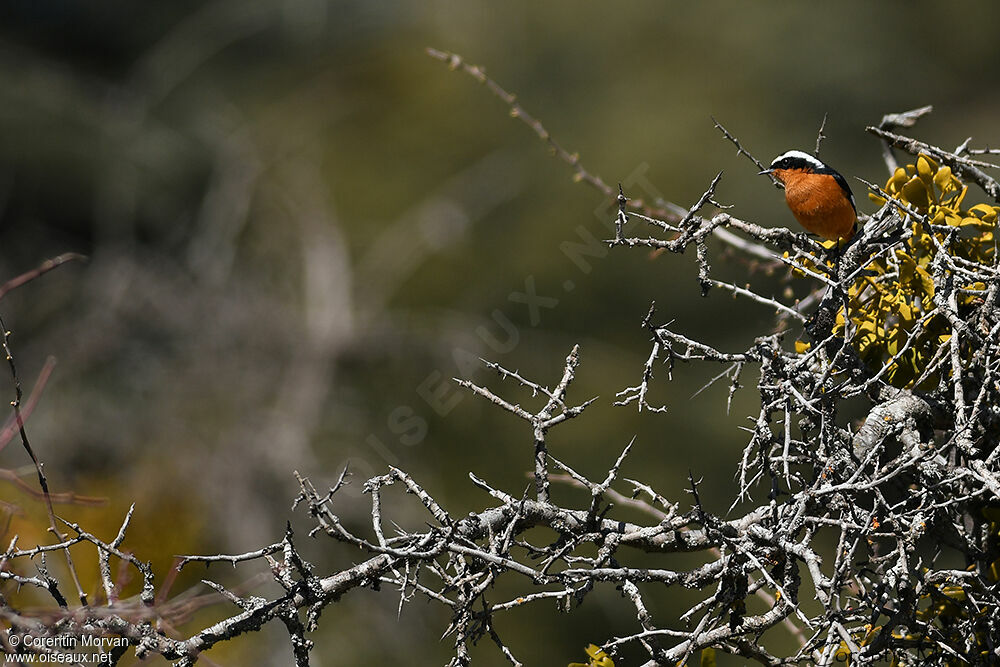 Moussier's Redstart