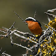 Moussier's Redstart