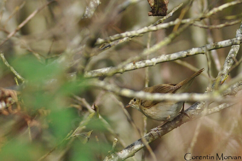 Blyth's Reed Warbler