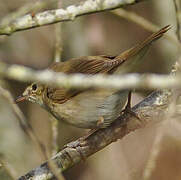 Blyth's Reed Warbler