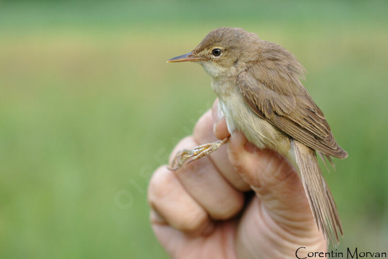 Marsh Warbler