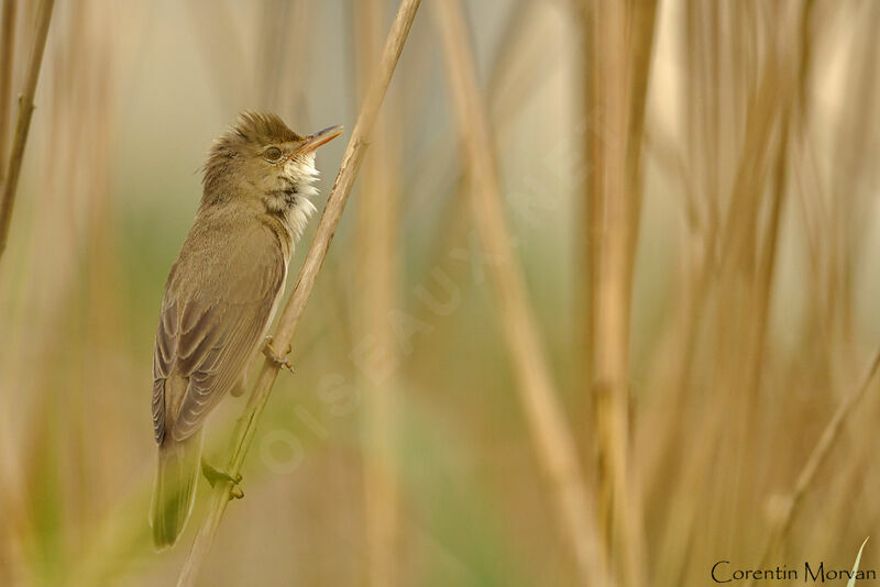 Marsh Warbler