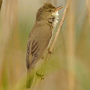 Marsh Warbler