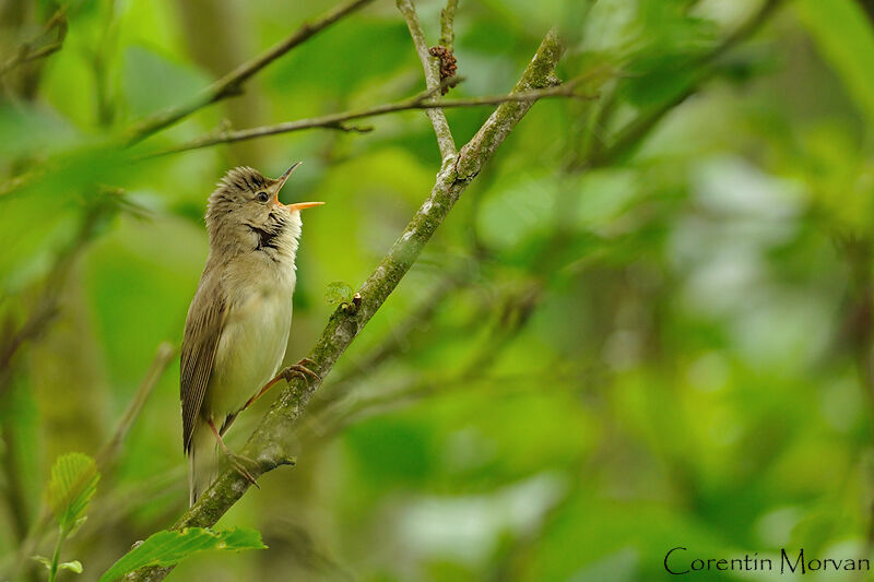 Marsh Warbler