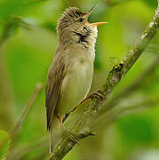 Marsh Warbler